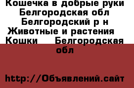 Кошечка в добрые руки - Белгородская обл., Белгородский р-н Животные и растения » Кошки   . Белгородская обл.